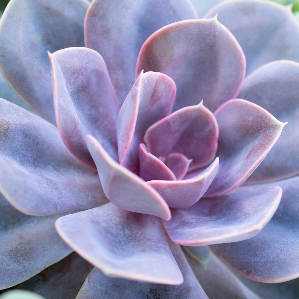 Assorted 3.5" Echeveria Succulent Plants in Black Pots (6-Pack)