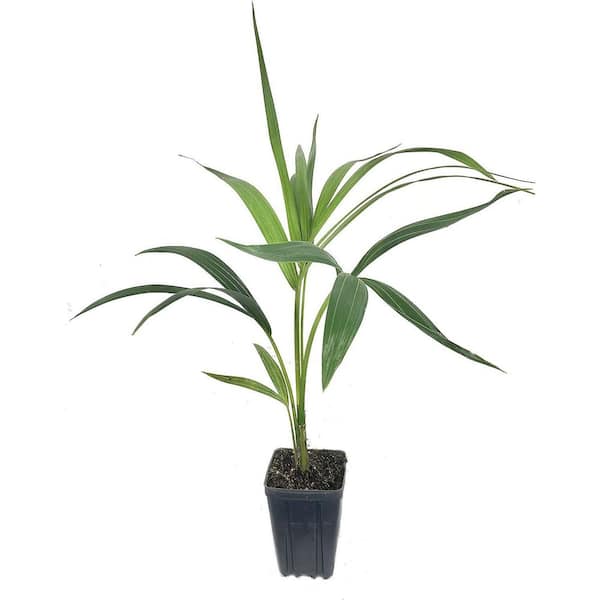 Wekiva Foliage Kentia Palm-3 Live Plant in 4 in. Growers Pots-Howea Forsteriana-Extremely Rare and Elegant Palm from Florida