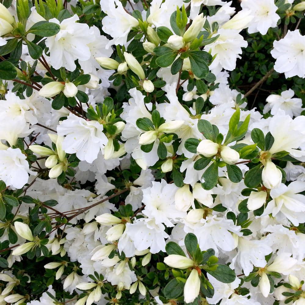 Alder & Oak #5 container 'Alaska' White Azalea Shrub (2-Pack