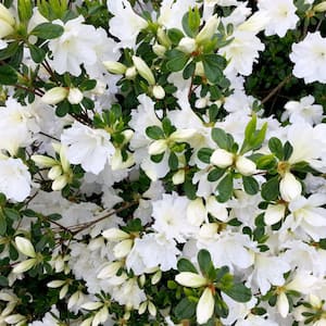 #5 container 'Alaska' White Azalea Shrub (2-Pack)