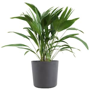 Chinese Fan Palm Live Indoor Outdoor Plant in 10 inch Premium Sustainable Ecopots Grey Pot with Removeable Drainage Plug