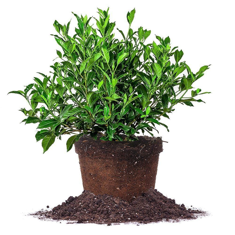 August Beauty Flowering Fragrant Gardenia Shrub in 1 Gal. Growers Pot
