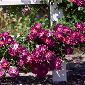 Stormy Weather Climbing Rose, Dormant Bare Root Plant with Purple Color Flowers (1-Pack)