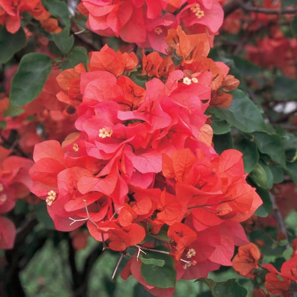 Unbranded 1 Gal. Orange Bougainvillea Live Shrub Plant with Stake