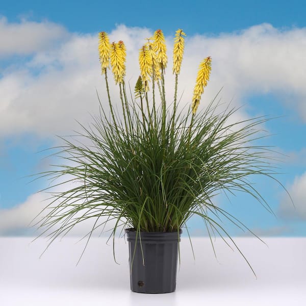 national PLANT NETWORK 3.25 In Glowstick Torch Lilies