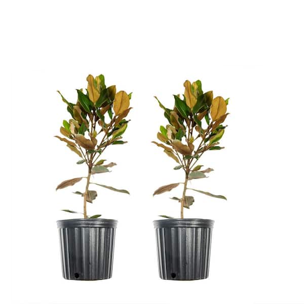 Unbranded 1 Gal. Bracken's Brown Magnolia (2-Pack)