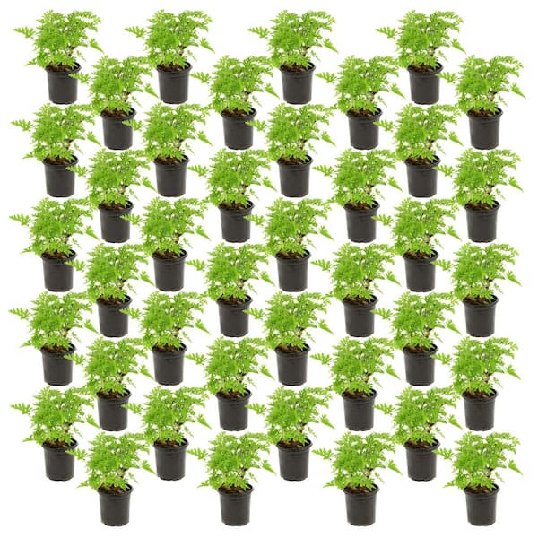 1 gal. Citronella Mosquito Plant with Lavender Flowers (40-Pack)