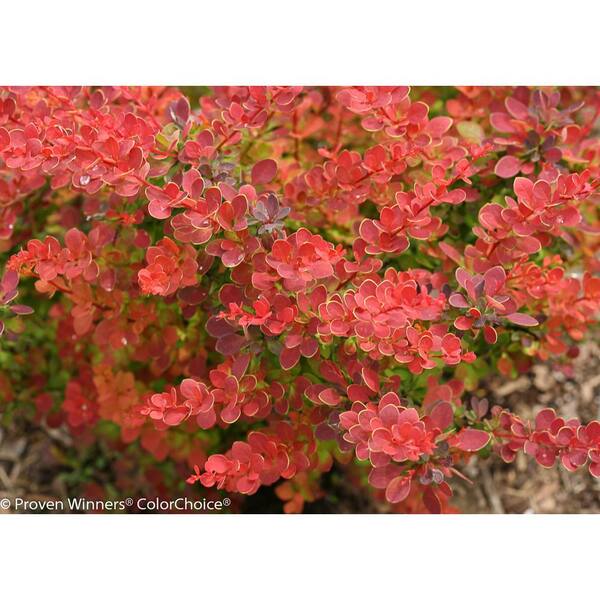 PROVEN WINNERS 1 Gal. Sunjoy Tangelo Barberry (Berberis) Live Shrub, Orange and Green Foliage