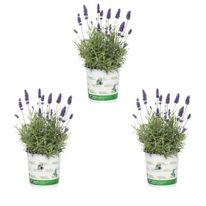 2 QT. English Lavender Purple Perennial Plant (3-Pack)