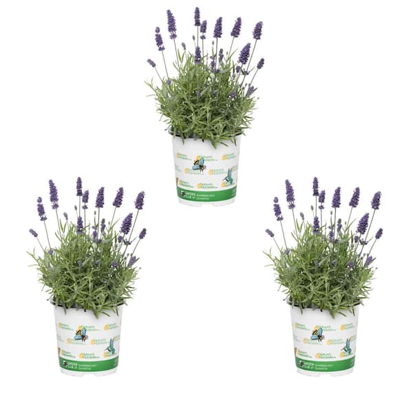 METROLINA GREENHOUSES 2 QT. English Lavender Purple Perennial Plant (3-Pack)