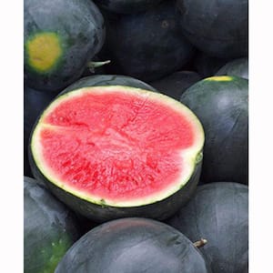 19 oz. Black Diamond Watermelon Plant