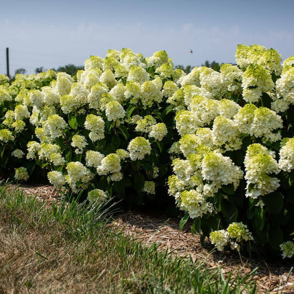 Compact Little Hottie Hydrangea, 2-Gallon Creamy White Blossoms