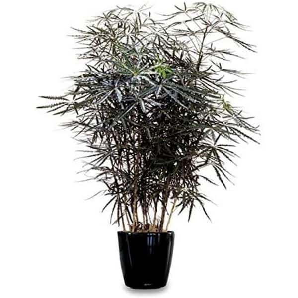Wekiva Foliage False Aralia-Live Plant in a 10 Inch Pot-Schefflera Elegantissima-Beautifully Textured Indoor Foliage Specimen