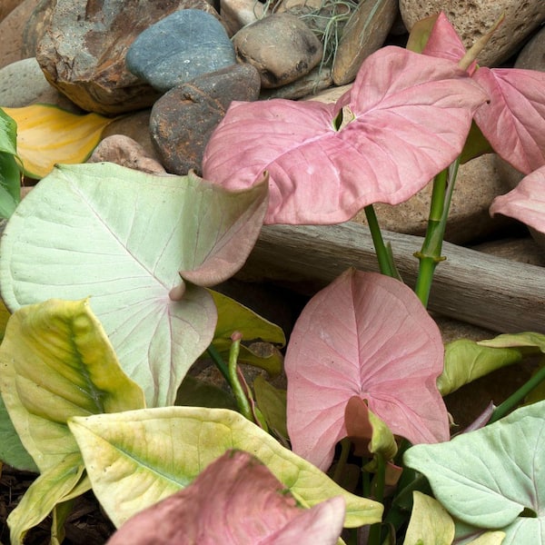 national PLANT NETWORK 4 in. SpaceScape Houseplant Arrowhead Vine