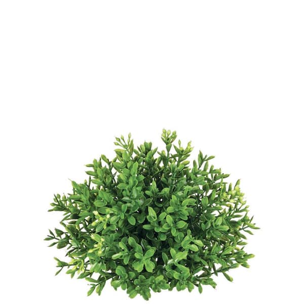 SULLIVANS Artificial 4.5 in. Green New England Boxwood Half Orb