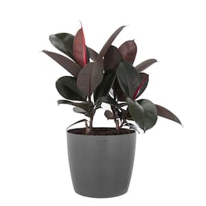 Burgundy Rubber Plant Live Ficus Burgundy Indoor Outdoor Plant in 10 in. Premium Ecopots Gray