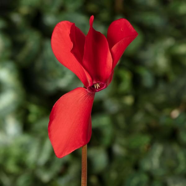 Vigoro 2 QT Cyclamen 'Sierra Synchro Scarlet' Red Annual Plant