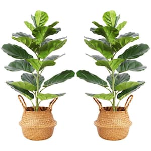 30 in. Green Artificial Fiddle Leaf Fig Plants in Woven Seagrass Basket, 2-Piece