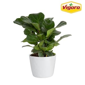 Fiddle Leaf Fig Indoor Plant in 6 in. White Decor Planter, Avg. Shipping Height 10 in. Tall