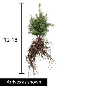 12 in. Tall to 18 in. Tall Densiformis Spreading Yew (Taxus), Live Breroot Evergreen Shrub (1-Pack)