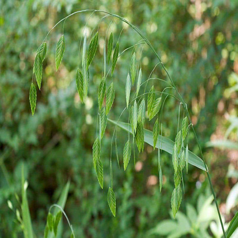4 in. Inland Sea Oats Potted Bog/Marginal Pond Plant price history on PriceWatchPro