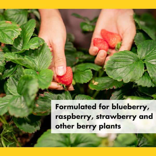 4 lbs. Organic Berry Food Dry Fertilizer 5-4-4