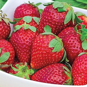 Earliglow Junebearing Strawberry Bareroot Plants (25-Pack)