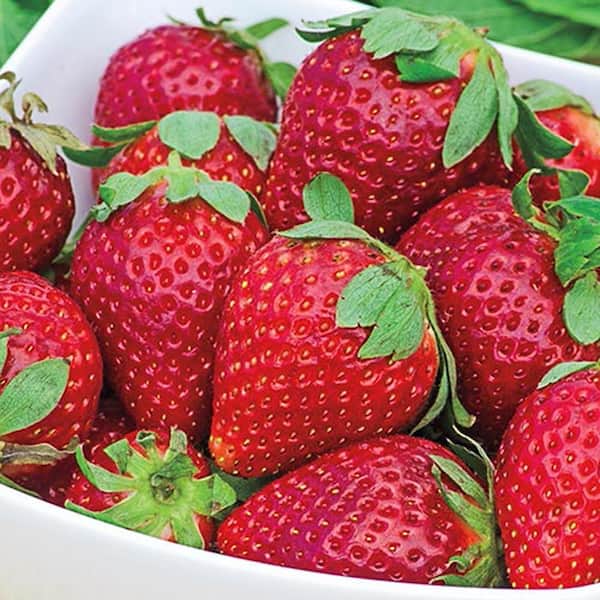 Gurney's Earliglow Junebearing Strawberry Dormant Bare Root Fruit Bearing Starter Plants (25-Pack)