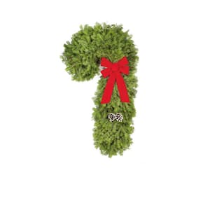 28 in. Fresh Natural Christmas Candy Cane Door Swag Assembled with Live Noble Fir, Cedar Cuttings, & Festive Red Berries