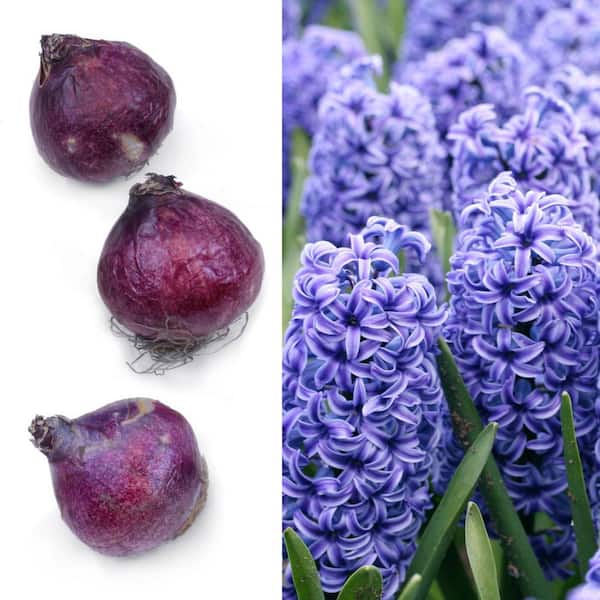 Hyacinth Blue Jacket Bulbs (10-Pack)
