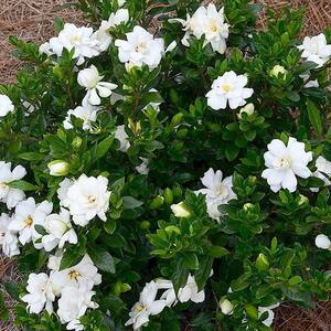 2.5 Qt. Gardenia Frostproof Shrub with White Flowers