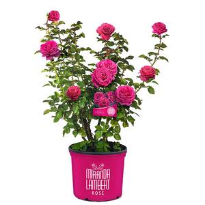 3 Gal. Miranda Lambert Rose Plant with Hot Pink Blooms and Green Foliage