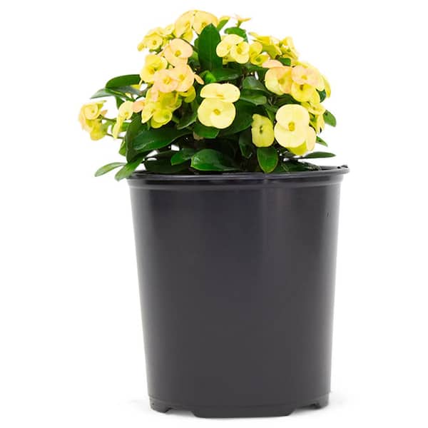 2.5 Qt. Crown of Thorns Yellow Flowers in 6.33 in. Grower's Pot