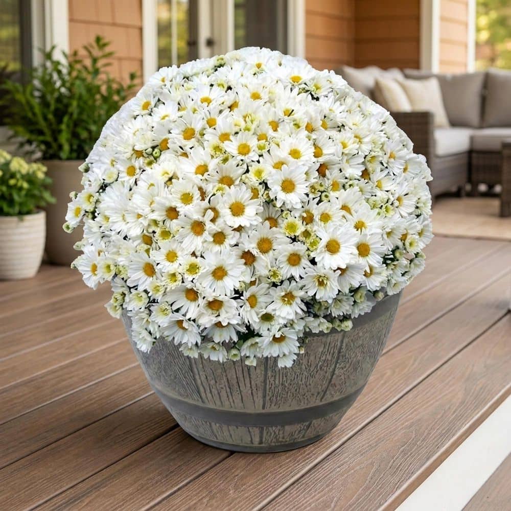 15 in. Chrysanthemum White Shades Mum in Whiskey Barrel price history on PriceWatchPro