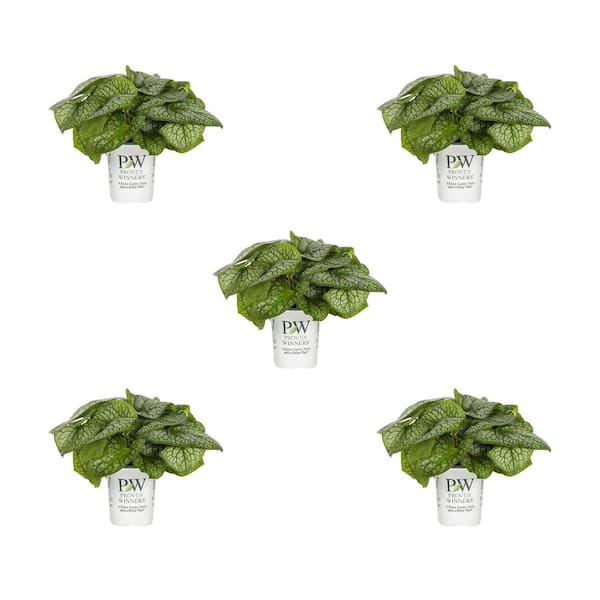 1 Qt. Brunnera Heart Leaf Jack of Diamonds Blue Perennial Plant (5-Pack)