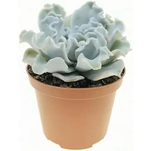 Wekiva Foliage Kalanchoe Flapjacks - Live Plant in a 4 in