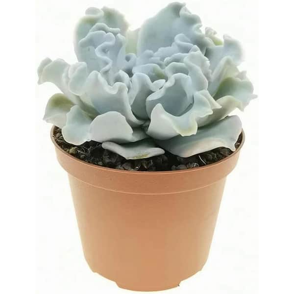 Wekiva Foliage Echeveria Crispate Beauty-4 Live Starter Plants in 2 in. Growers Pots-Rare and Beautiful Compact Easy Care Succlent