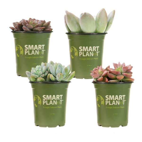 SMART PLANET 1 qt. Graptosedum Assorted Succulents (4-Pack)