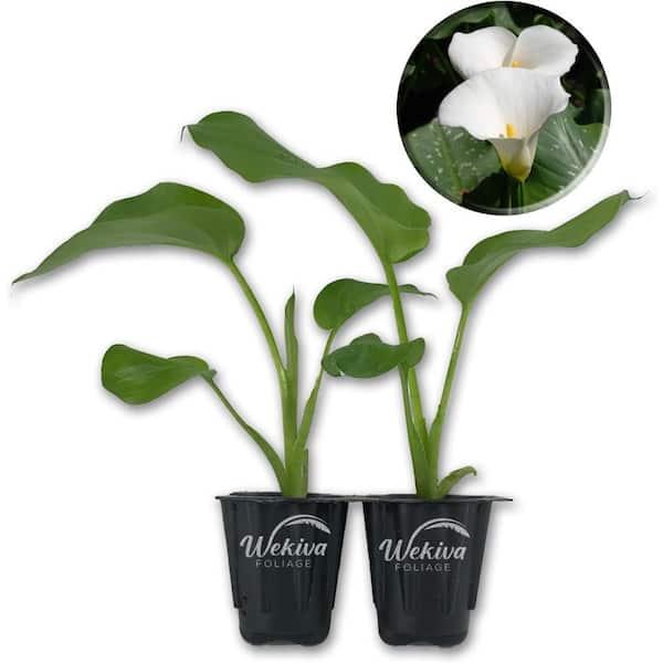 Wekiva Foliage White Giant Calla Lily-2 Live Starter Plants in 2 in. Pots-Zantedeschia Aethiopica-Air Purifying Flowering Plant