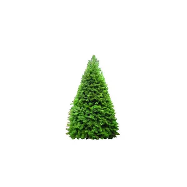 Unbranded 7 ft. to 8 ft. Freshly Cut Live Psuedotsuga Douglas Fir Christmas Tree
