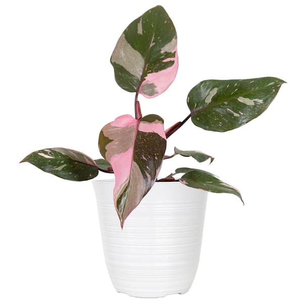 United Nursery Live Pink Princess Philodendron Erubescens Plant in 6 in. White Decor Pot