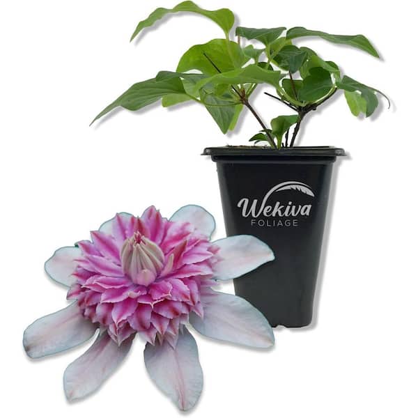 Wekiva Foliage Clematis Josephine-2 Live Starter Plants in 2 Inch Growers Pots-Starter Plants Ready for The Garden