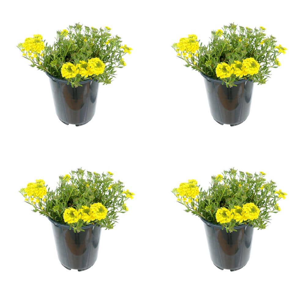 2.5 qt. Alyssum Golden Spring Perennial Plant with Yellow Flowers (4-Pack)