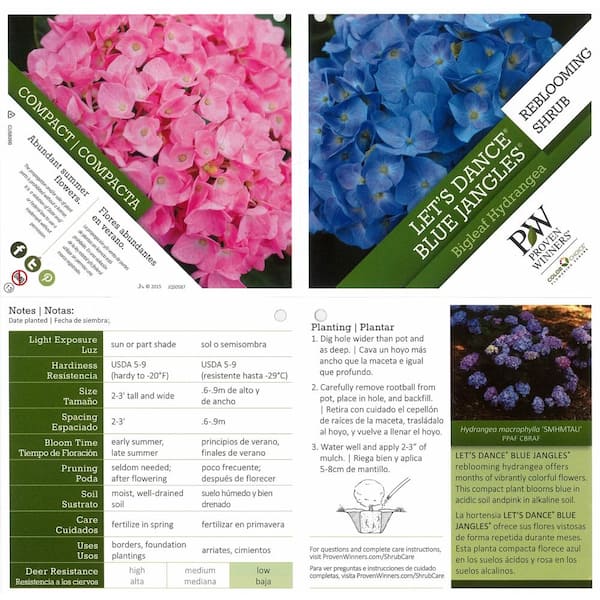 PROVEN WINNERS  in. Qt. Let's Dance Blue Jangles Reblooming Hydrangea,  Live Shrub, Blue or Pink Flowers HYDPRC2527800 - The Home Depot