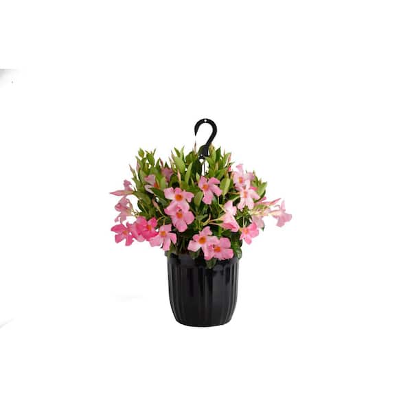 Costa Farms Grower's Choice Premium Mandevilla Live Outdoor Plant in 10 in. Hanging Basket, Avg. Shipping Height 3-4 ft. Tall