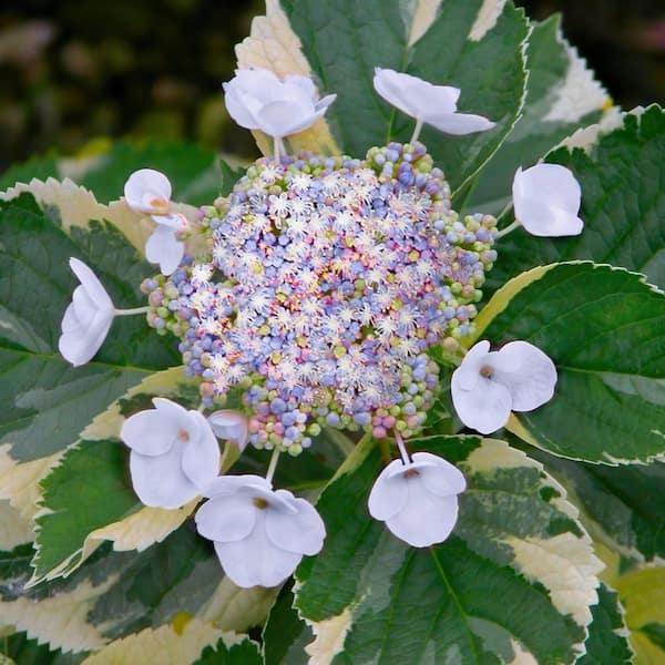 national PLANT NETWORK 4 in. Variegated Hydrangea Tricolor (3-Pack