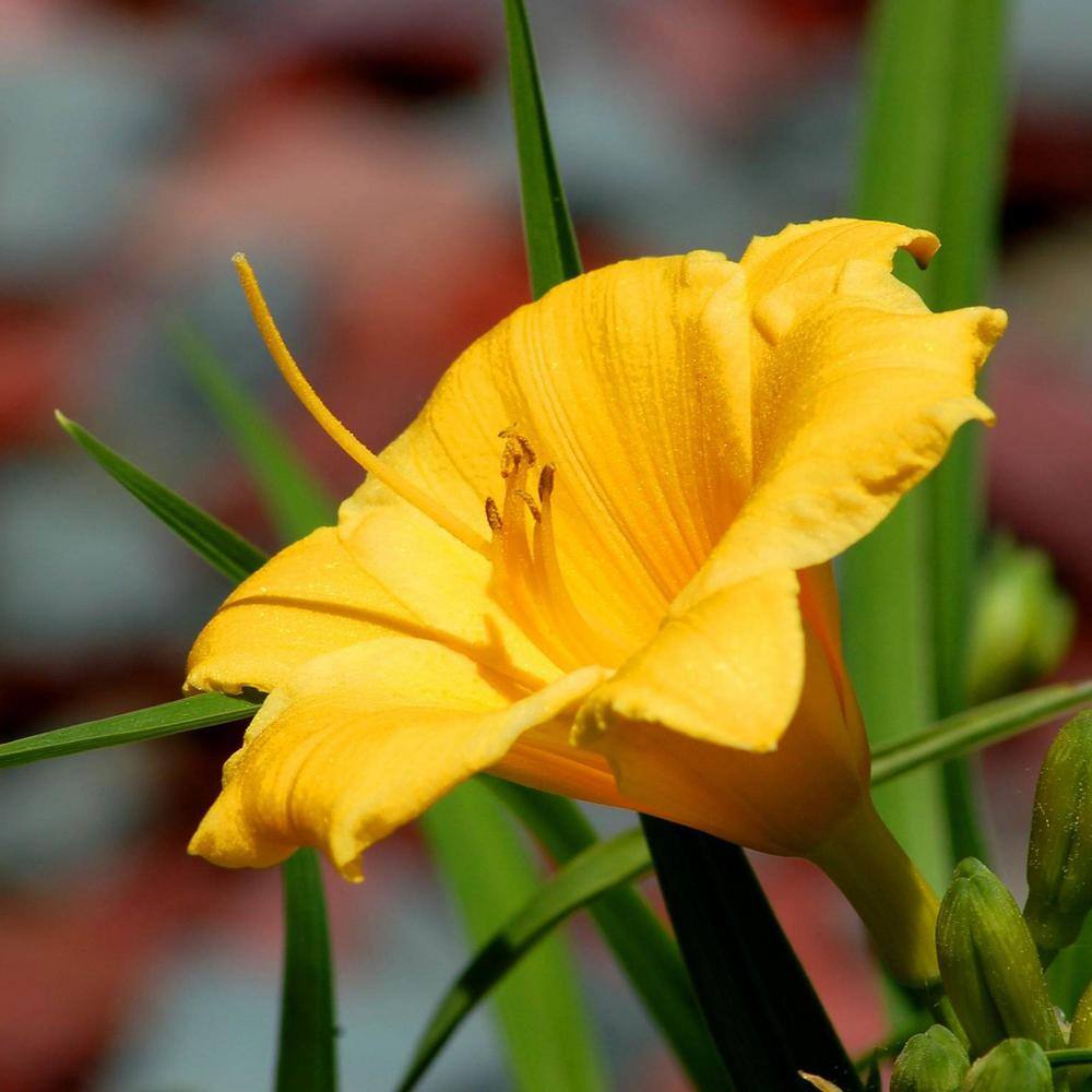 1 Gallon Yellow Evergreen Stella Daylily Plant