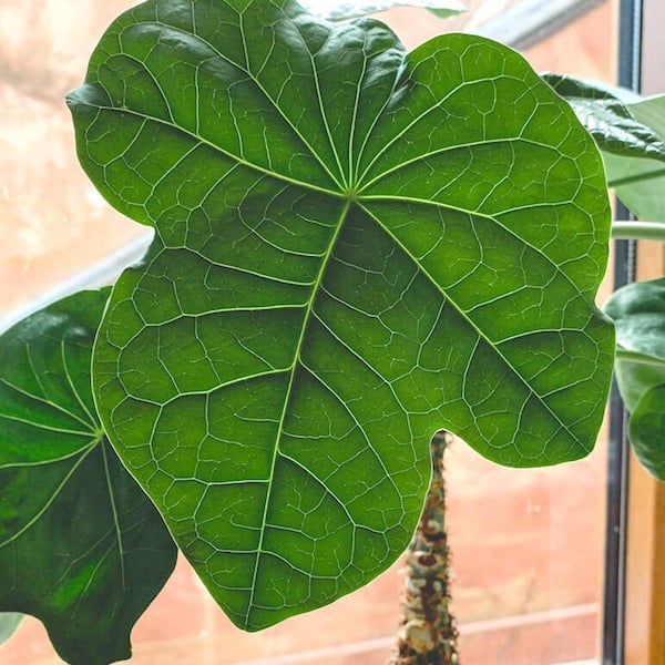 Wekiva Foliage Buddha Belly Plant-3 Live Plants in 4 in. Growers Pots  -Jatropha Podagrica -Low Maintenance Indoor Houseplant BudBell3x4 - The  Home Depot