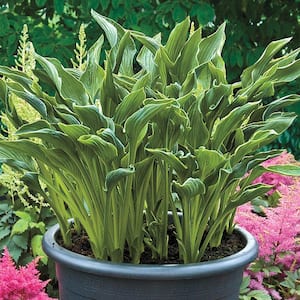 Praying Hands Hosta Live Bareroot Plant Green Leaves With Gold Margins Perennial