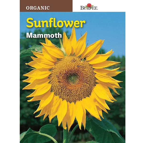 Download Burpee Sunflower Mammoth Seed 60740 The Home Depot